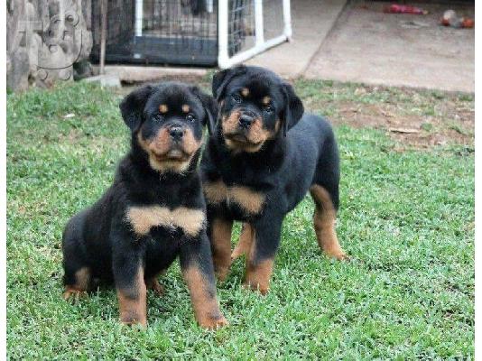 PoulaTo: Rottweiler Puppys προς πώληση