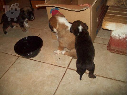 Κουταβακια 40 ημερων χαριζονται