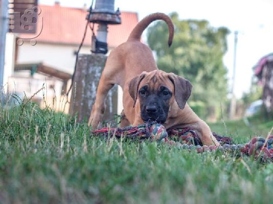 Κουτάβια Presa Canario