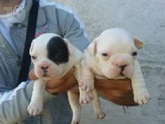 GALIKA BULLDOG ETIMOPARADOTA