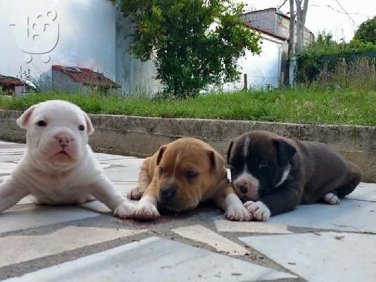 American staffordshire terrier απο τα καλυτερα αιματα 6979314054