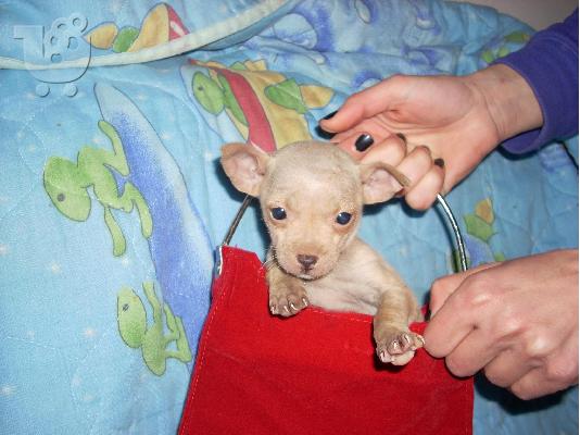 τσιχουαουα τοy