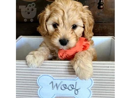 PoulaTo: Όμορφα κουτάβια Cavapoo