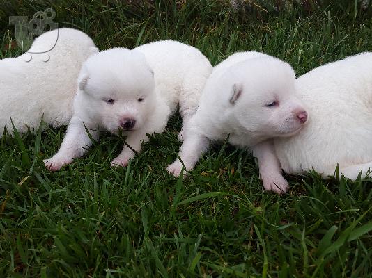 AKITA INU KOYTABIA