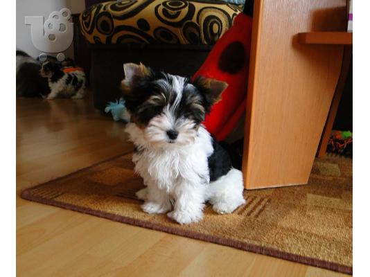 Χαριτωμένο καθαρόαιμο κουτάβι biewer yorkshire terrier