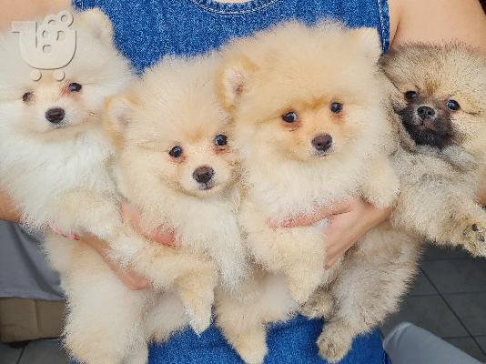 PoulaTo: Pomeranian toy
