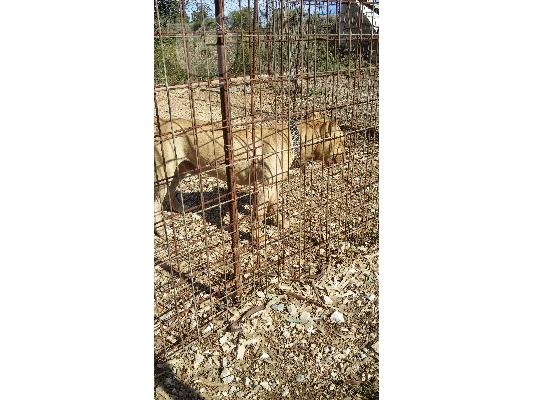 pit bull καθαροαιμο