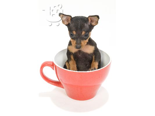 Pinscher Toy (το μικροτερο σκυλι που υπαρχει).