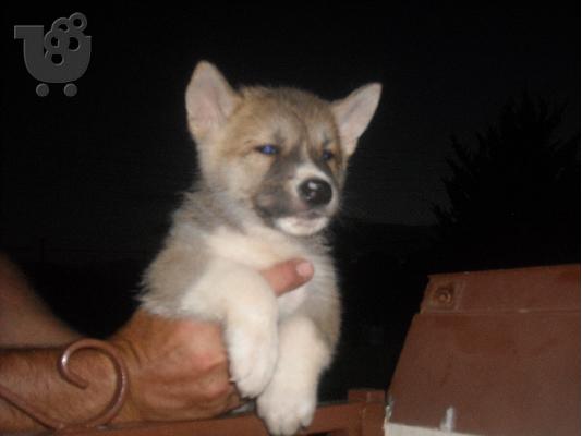 PoulaTo: ΠΩΛΟΥΝΤΑΙ ΚΟΥΤΑΒΙΑ ΑΚΙΤΑ