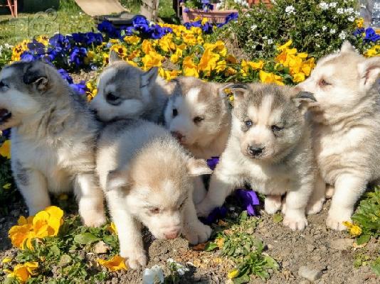 PoulaTo: Siberian Husky Puppies Blue eyes Ready for sale
