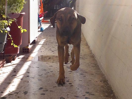 PoulaTo: φυλακας