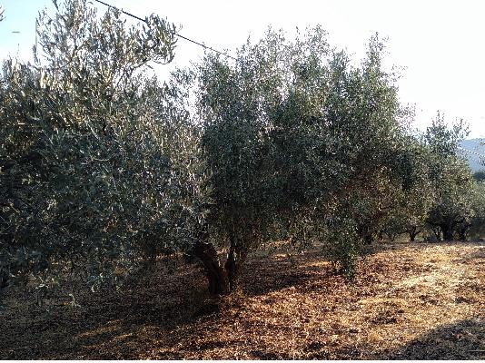 ΠΩΛΕΙΤΑΙ ΑΓΡΟΤΕΜΑΧΙΟ