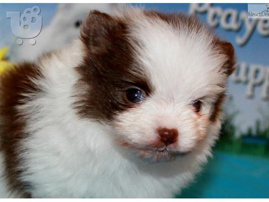 πανέμορφο Pomeranian κουτάβια