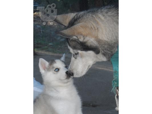 husky-χασκι