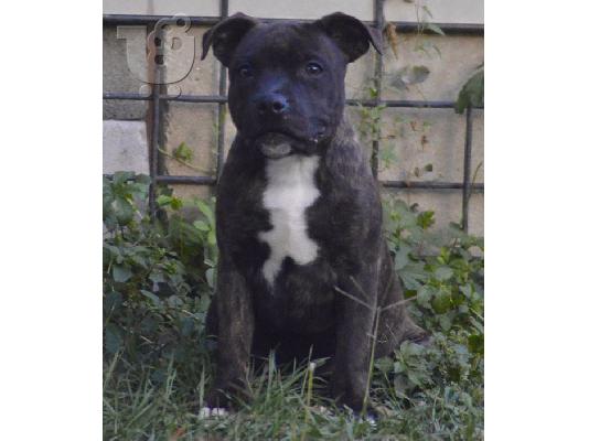 Staffordshire Bull Terrier