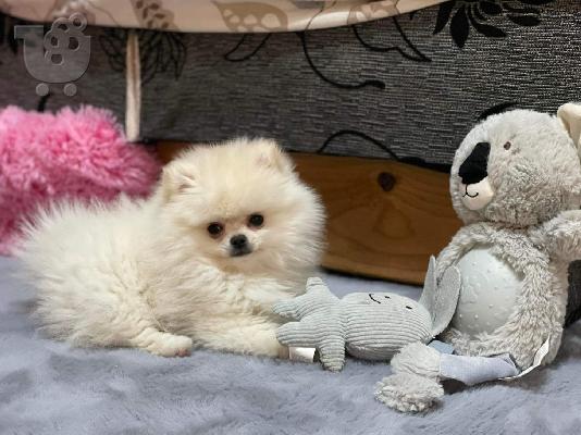 PoulaTo: Pomeranian ΜΙΝΙ κουτάβι