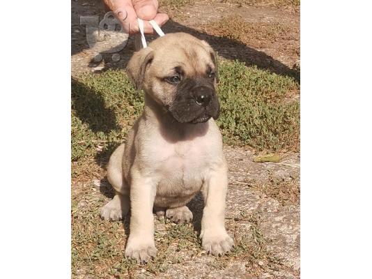 Bullmastiff κουτάβια