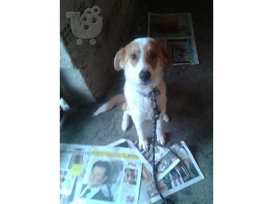 Σκυλιτσα 7 μηνων χαριζεται