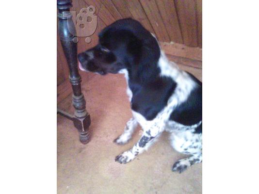 PoulaTo: Μικροσωμη σκυλιτσα χαριζεται