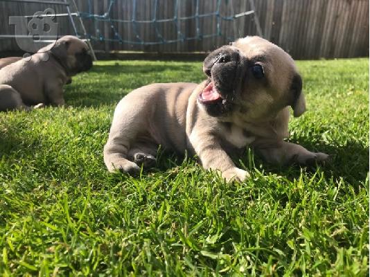 Γαλλικά κουτάβια μπουλντόγκ 200 €