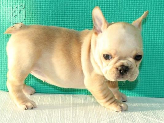 PoulaTo: Πωλείται καθαρόαιμο κουτάβι French Bulldog,