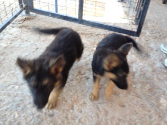 Γερμανικα ποιμενικα πωλουνται