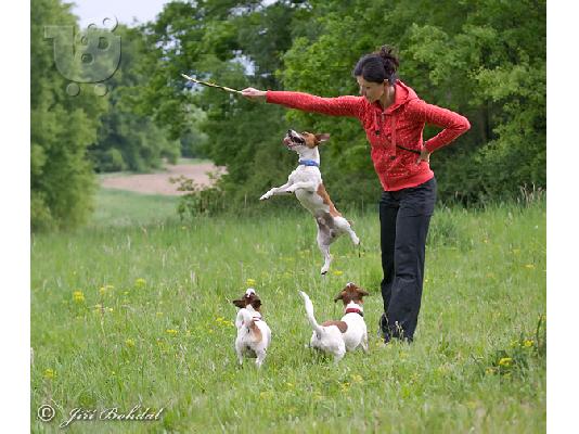 Jack Russell καθαροαιμα 6979314054 -θεσσαλονικη