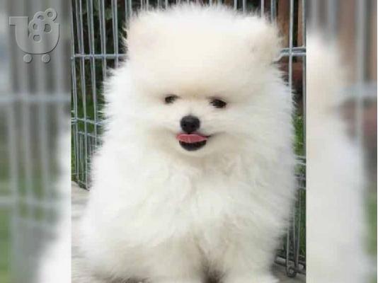 PoulaTo: Δύο φοβερά κουτάβια Pomeranian έτοιμα