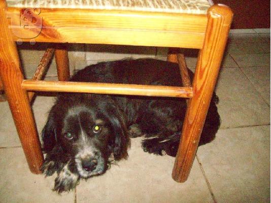 Κοκωνι χαριζεται