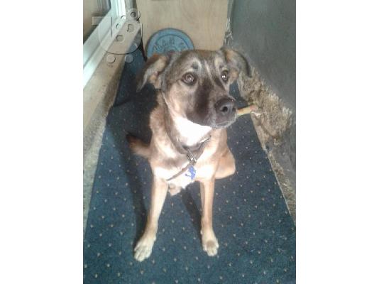 Η Λιζα ψαχνει σπιτι