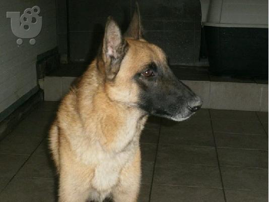 PoulaTo: Καλαζαρικο Μαλινουα