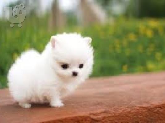 Αξιολάτρευτο Pomeranian Puppies