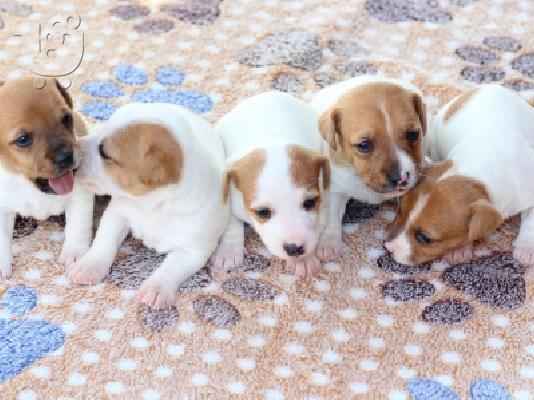 PoulaTo: jack russell