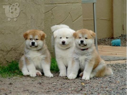 PoulaTo: akita inu
