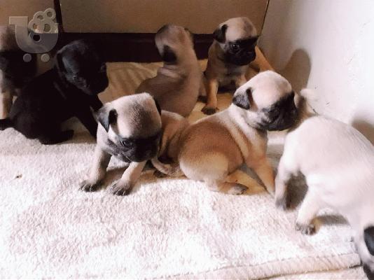PoulaTo: παγκ Pug