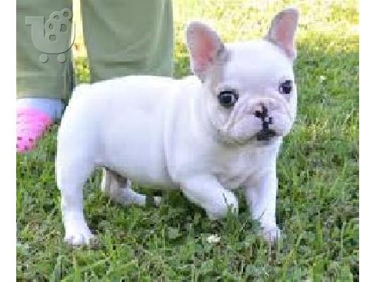 PoulaTo: Χαριτωμένο νεαρό άνδρα και θηλυκό γαλλικό μπουλντόγκ