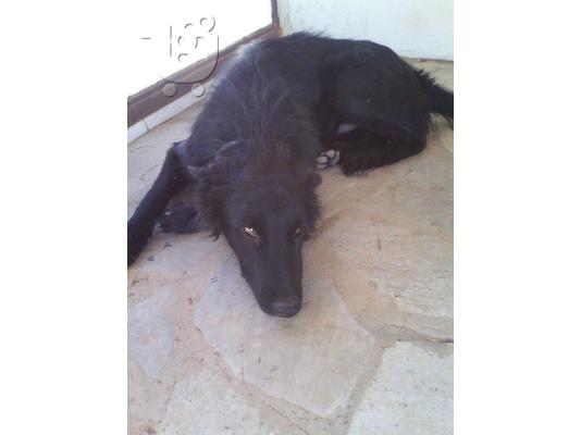 Ημιαιμοι λυκοι/κολευ χαριζονται