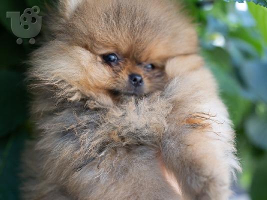 Pomeranian Spitz κουτάβια