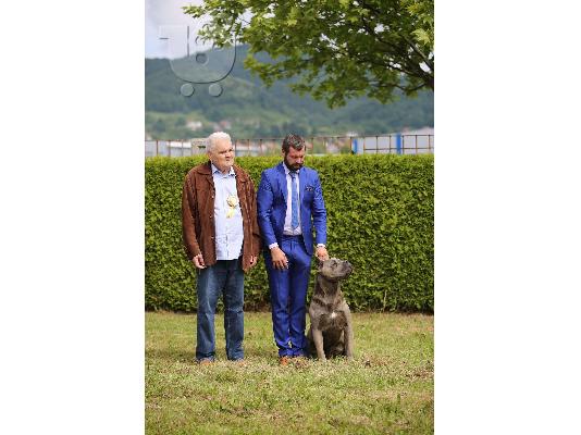 Cane Corso