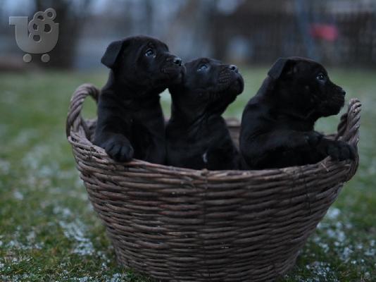 Cane Corso κουτάβια
