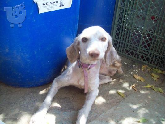 Μικροσωμο σκυλακι συντροφιας χαριζεται