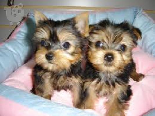 Αρχική εκπαιδευμένο κουτάβι για κουτάβια yorkie