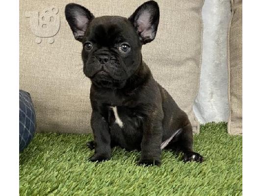 PoulaTo: Διατίθεται χαριτωμένο γαλλικό fulldog