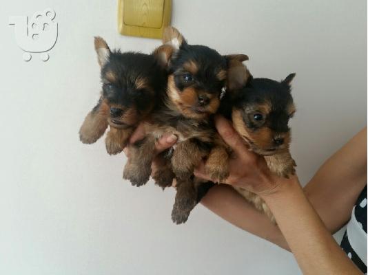 PoulaTo: Yorkshire Terrier Καθαροαιμα κουτάβια ευκαιρία 6988190151 ΑΘΗΝΑ