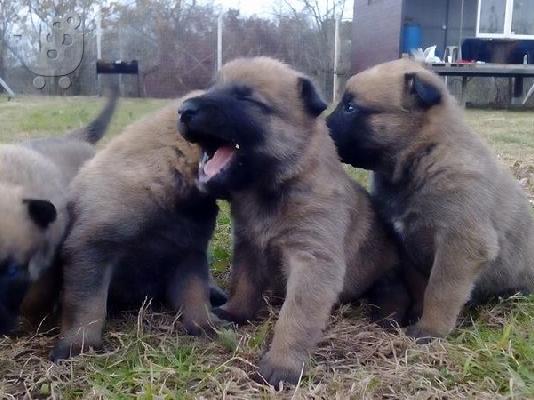 PoulaTo: Κουταβια Μαλινουά - Malinois