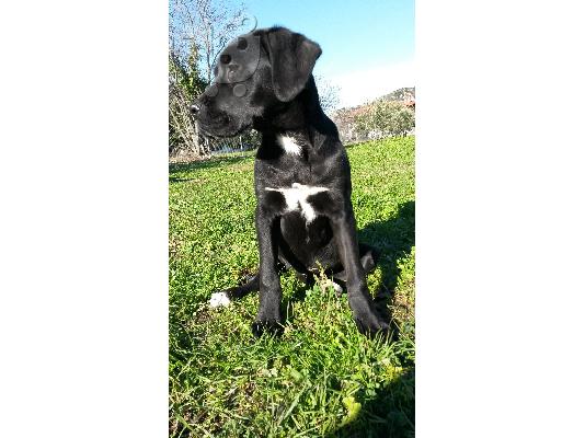 κουταβι cane corso θηλυκο