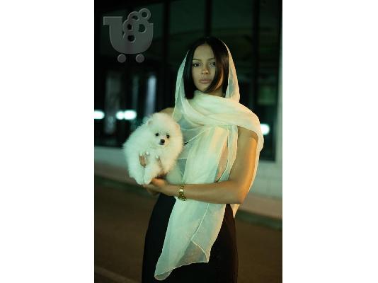 Pomeranian Spitz κουτάβια