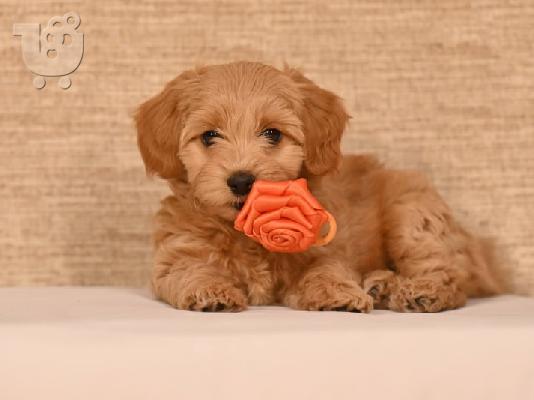 Havanese Bichon κουτάβια προς πώληση