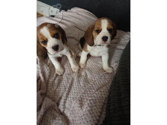 PoulaTo: Gorgeous Kc εγγεγραμμένα Beagle Pups