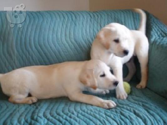 PoulaTo: Κουτάβια γλυκού λαμπραντόρ